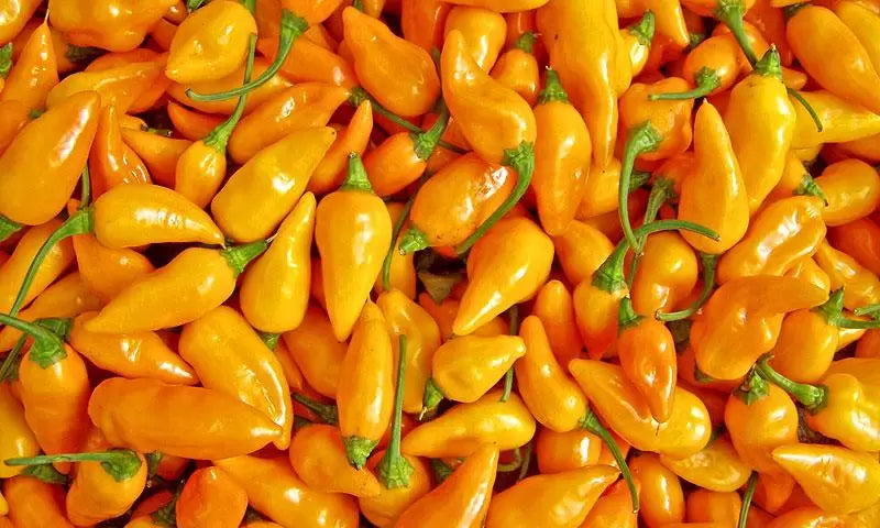 Datil Pepper: Florida's Sweet and Spicy Secret