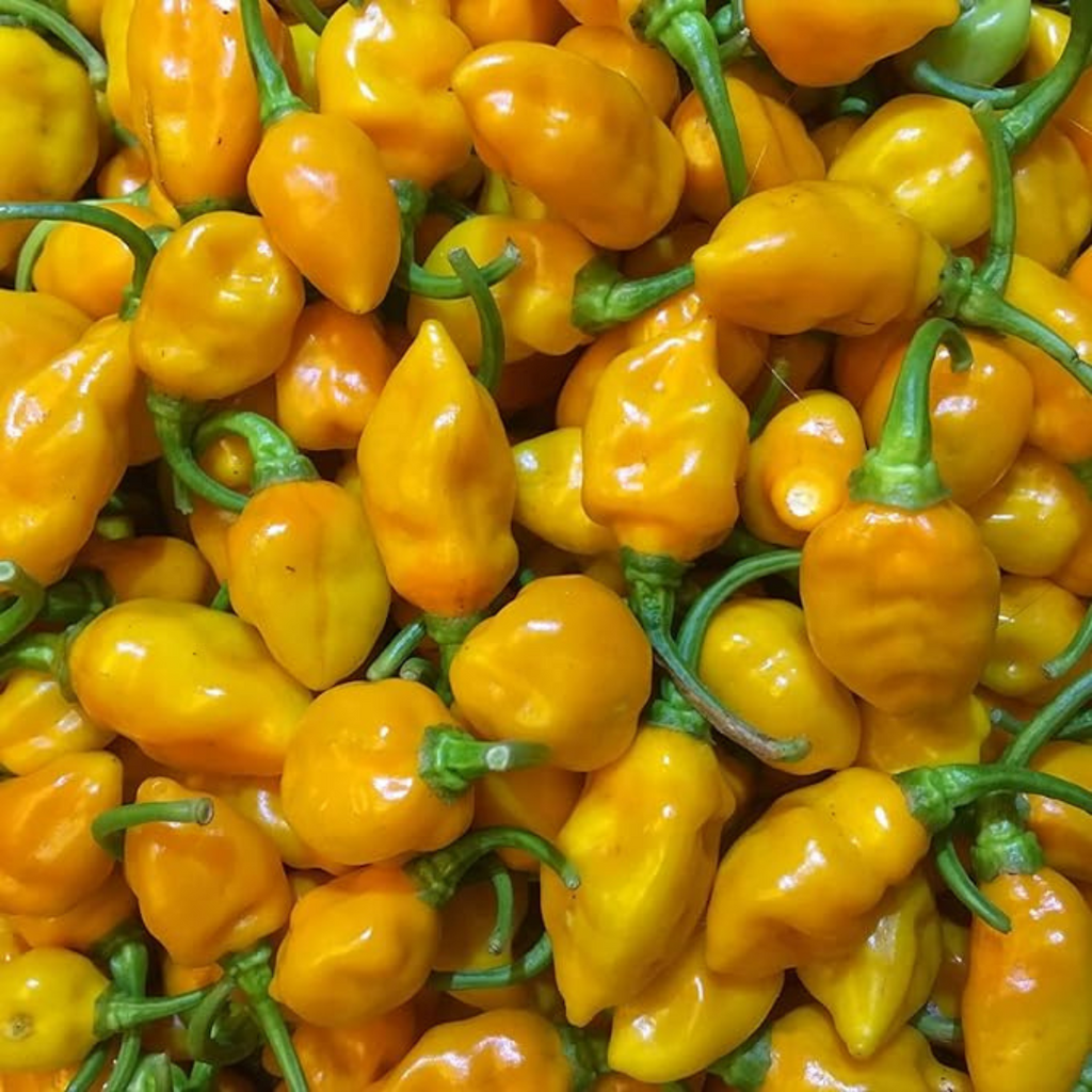 ROASTED CASHEWS Matanzas Datil Pepper