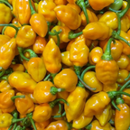 ROASTED CASHEWS Matanzas Datil Pepper