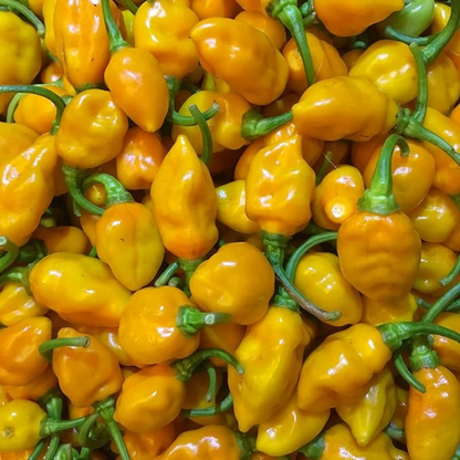 ROASTED CASHEWS Matanzas Datil Pepper